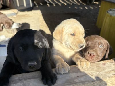 AKC Registered Purebred Labrador Retriever Puppies