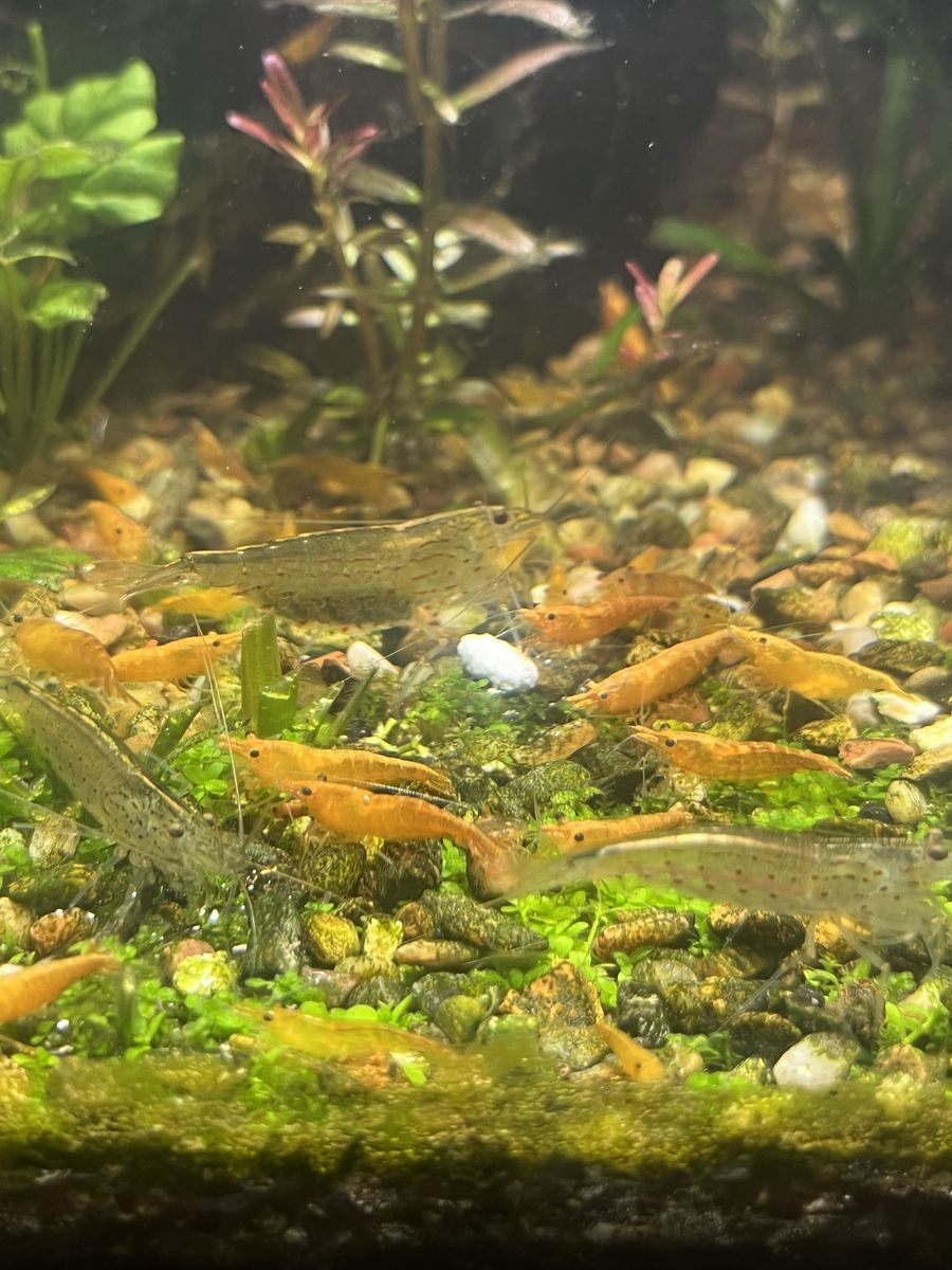Cherry Shrimp