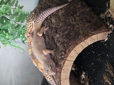 Leopard Geckos