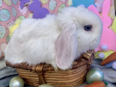 Adorable Holland Lop Babies Ready for their new homes!