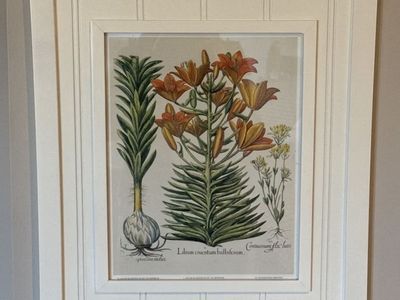 Four Framed Botanical Prints