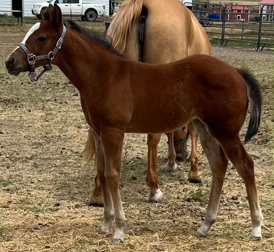 2026 AQHA Bay Weanling Filly - One Royal Aristacat