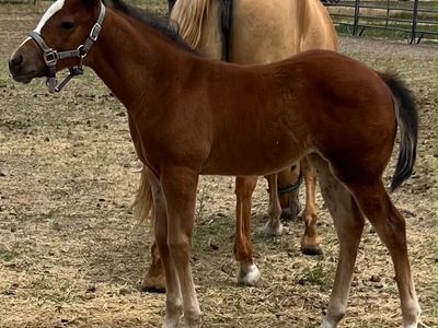 2026 AQHA Bay Weanling Filly - One Royal Aristacat