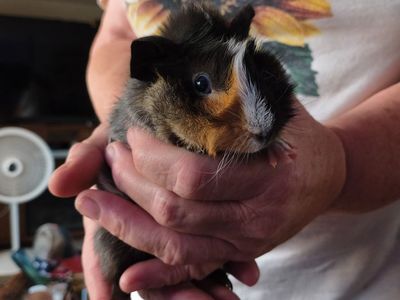 Long Hair Male Guinea pigs