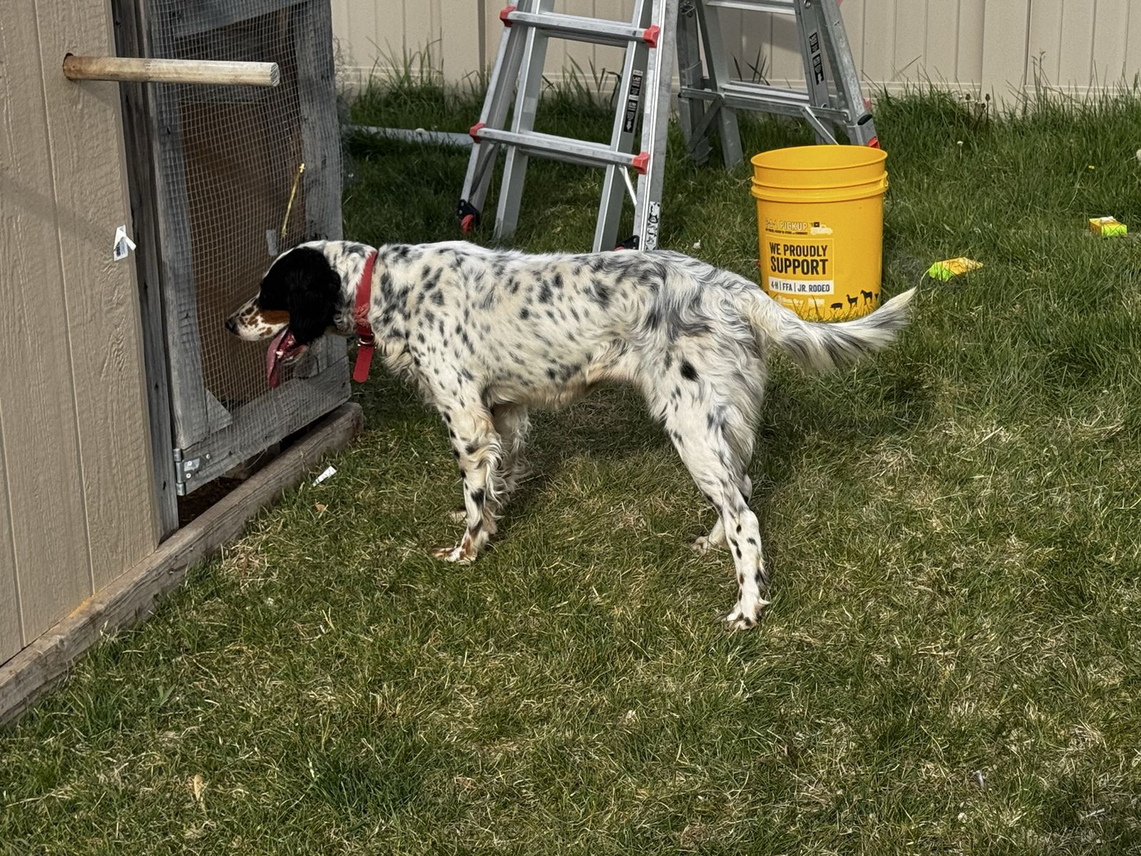 English Setter Female