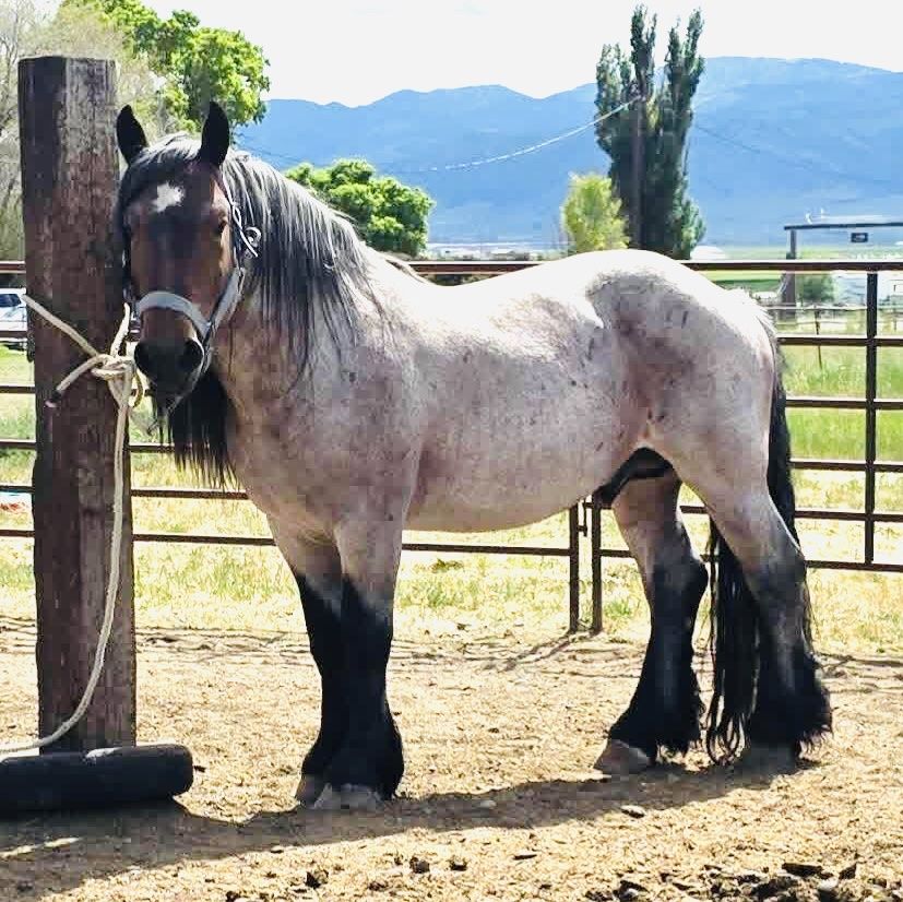 Full Draft Standing At Stud