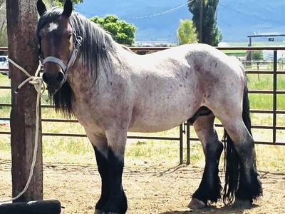 Full Draft Standing At Stud