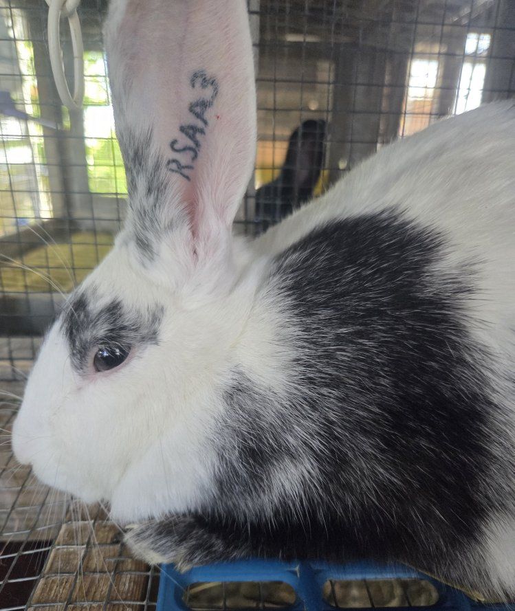 Magpie Harlequin Bunny Rabbit Doe