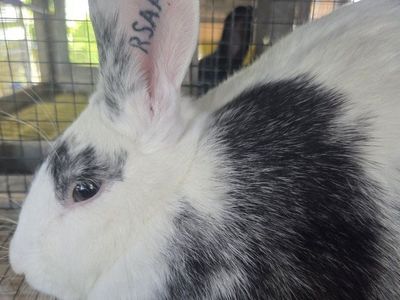 Magpie Harlequin Bunny Rabbit Doe
