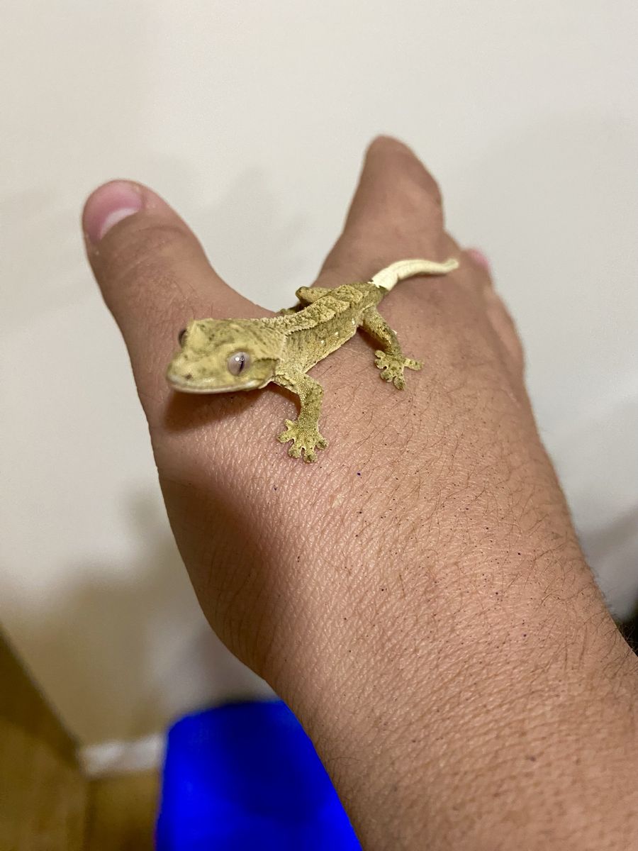 Baby crested Gecko