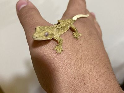 Baby crested Gecko
