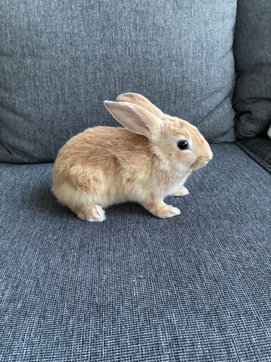 Adorable Baby Bunny Rabbit - Friendly, Playful, and Ready for a New Home!