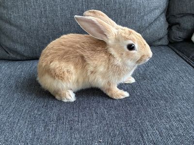 Adorable Baby Bunny Rabbit - Friendly, Playful, and Ready for a New Home!