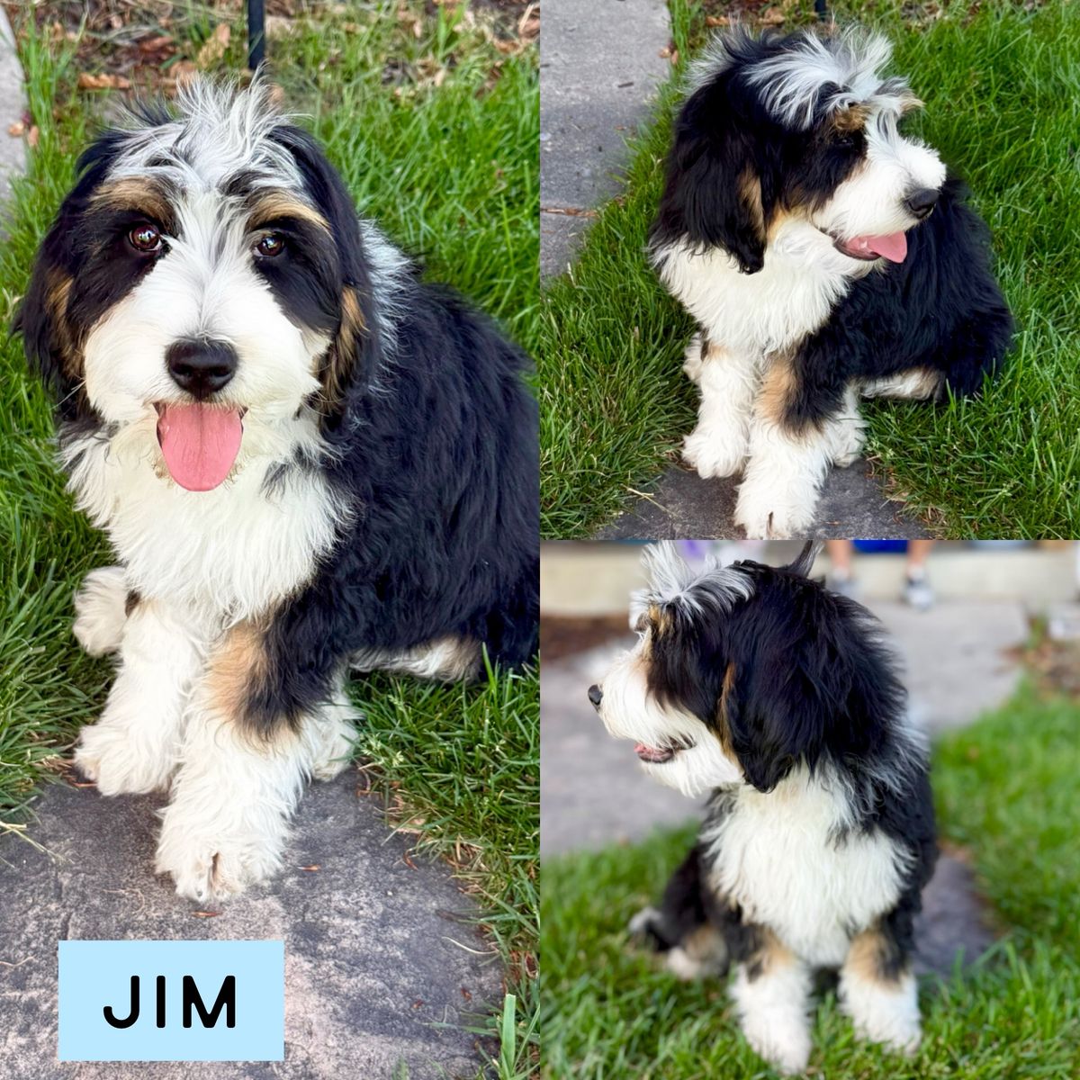 Mini Bernedoodles