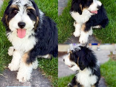 Mini Bernedoodles