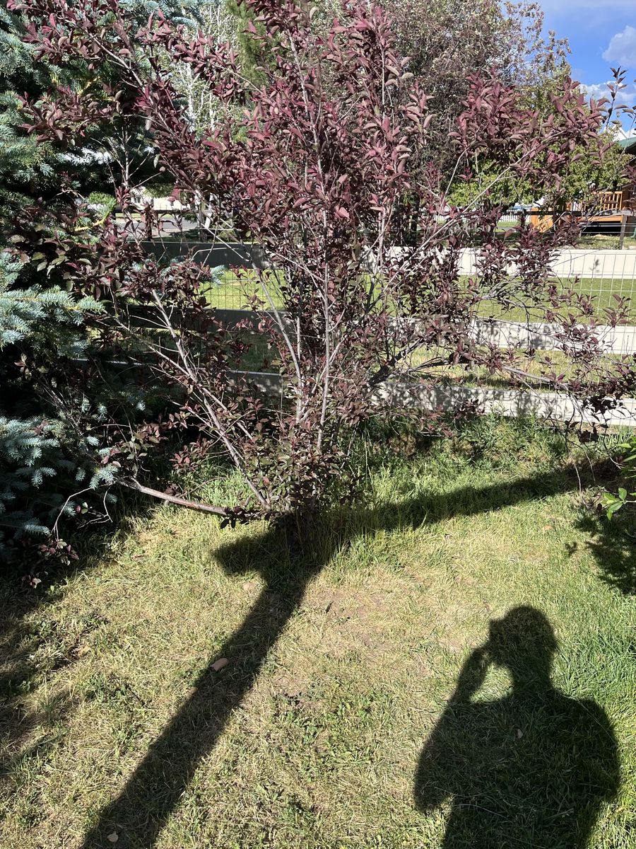 Purple Leaf Sandcherry Bushes