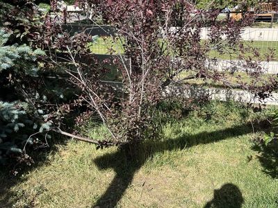Purple Leaf Sandcherry Bushes