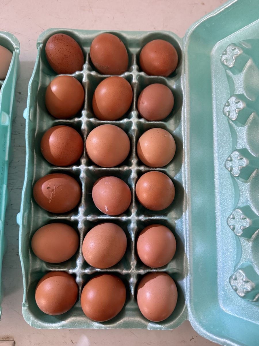 Pasture raised eggs