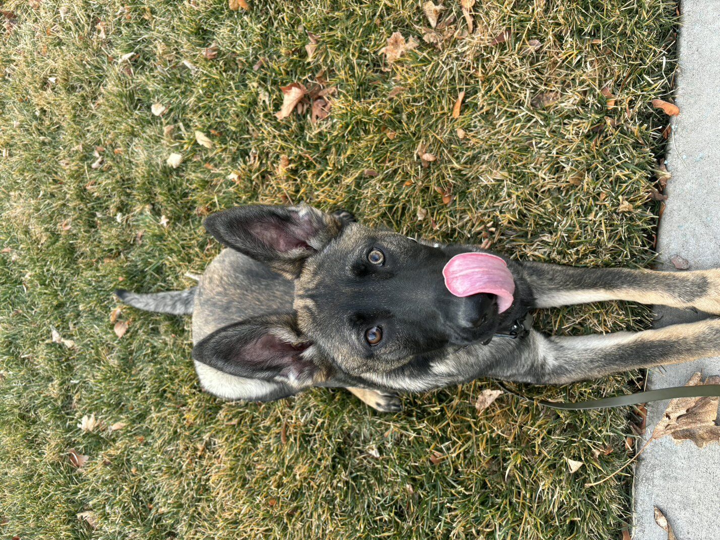 AKC German Shepherd- Czech working line