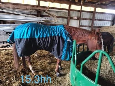 82 Schneider Armorflex Warrior Sheet