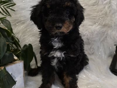 AKC Phantom Toy Poodles