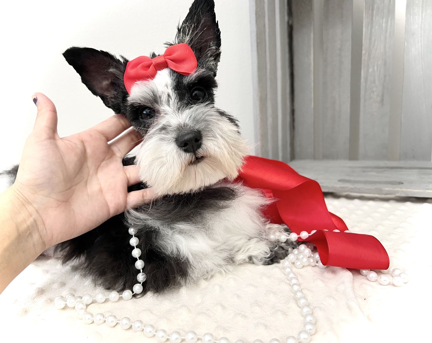 AKC Teacup /  mini schnauzer * Stud Service Only *