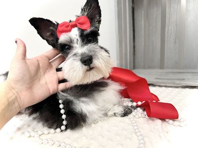 AKC Teacup / mini schnauzer * Stud Service Only *
