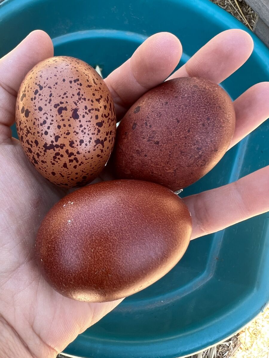 Black Copper Maran New Laying Hens