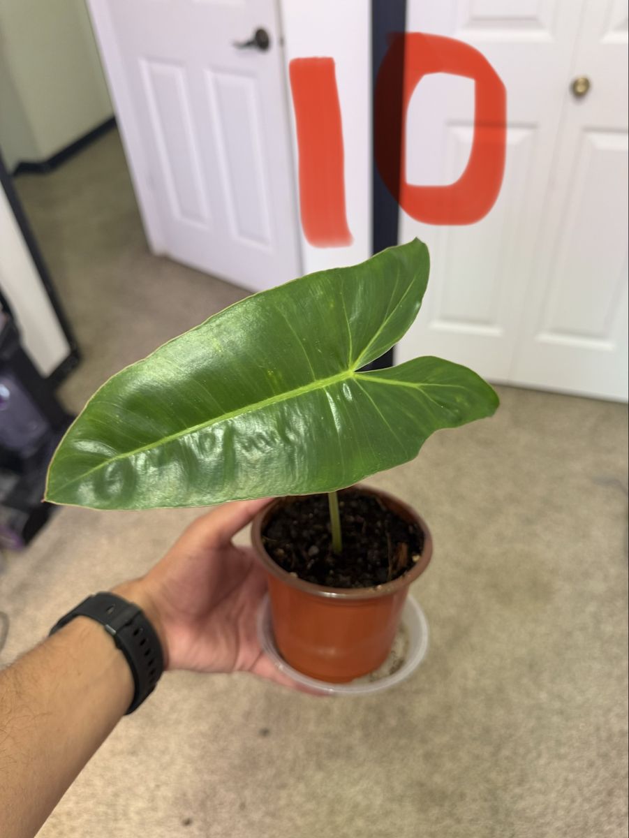 Potted Tropical Houseplants Assortment