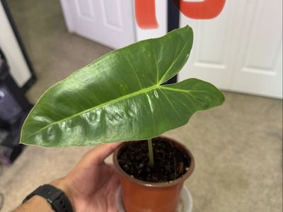 Potted Tropical Houseplants Assortment