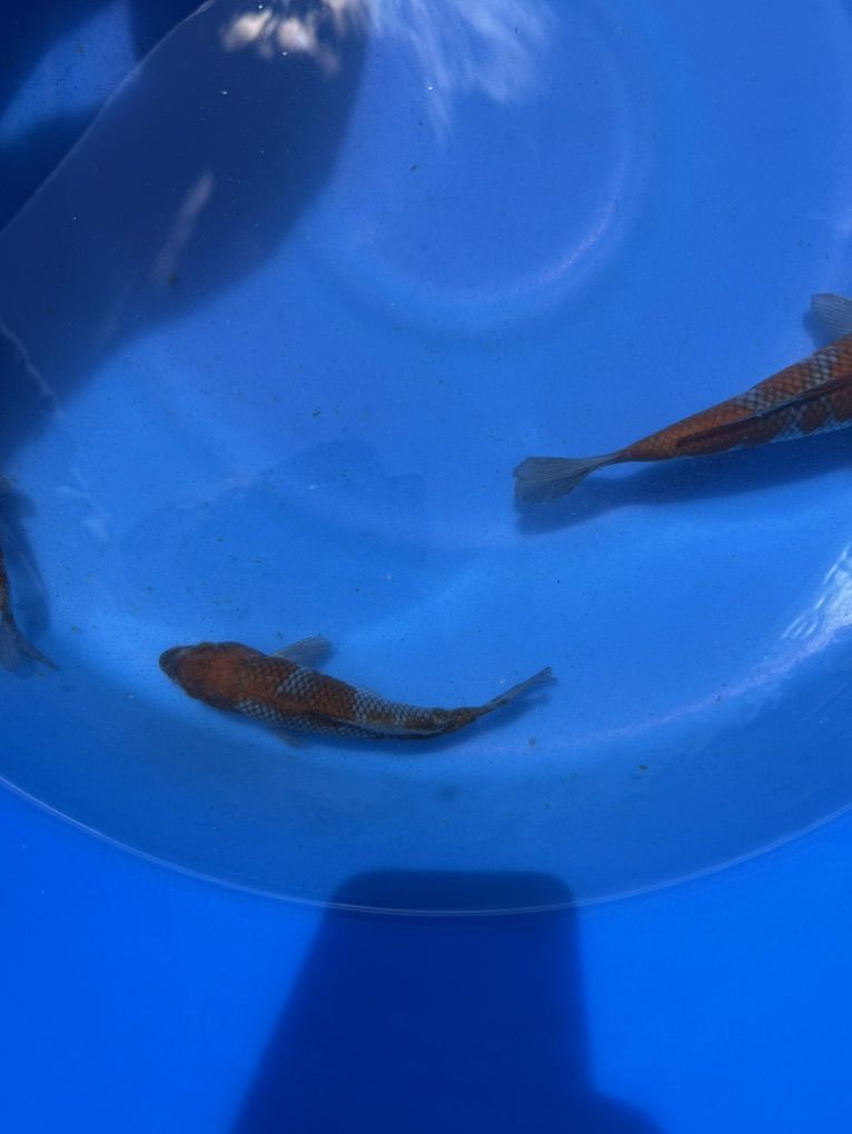 Main image 4