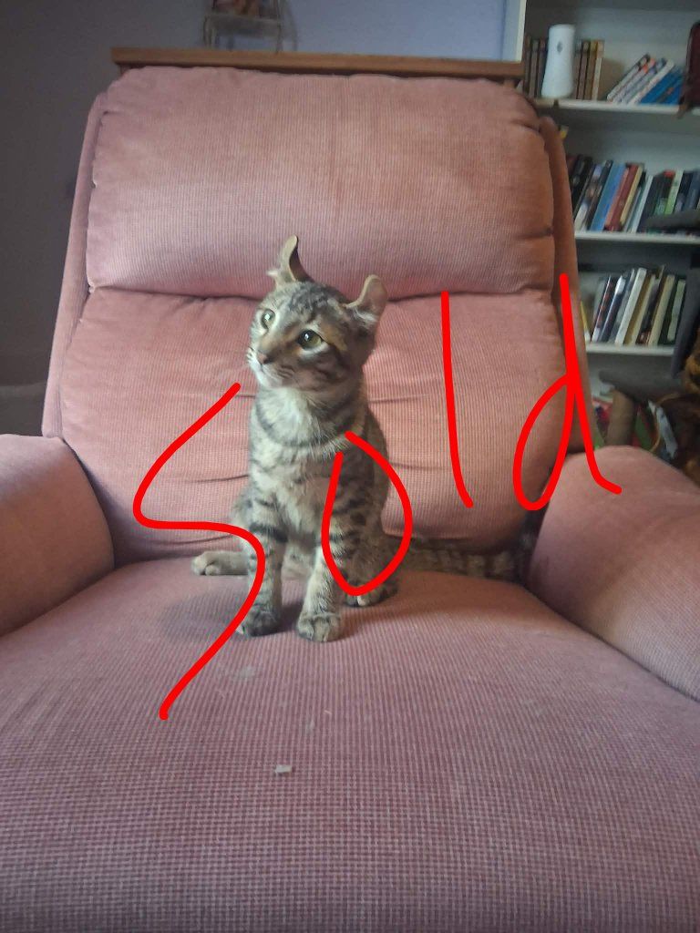 Main image 6