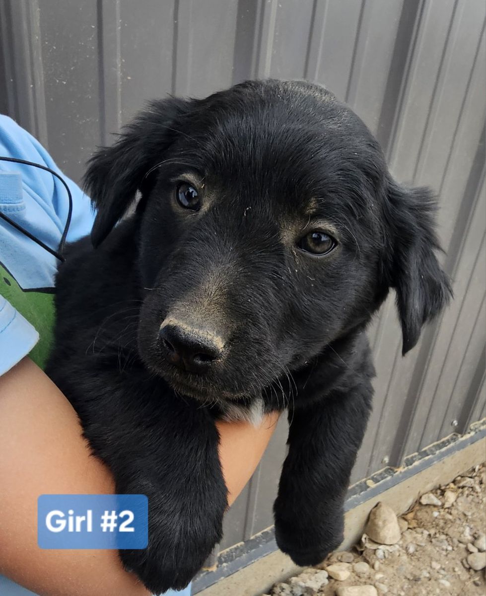 Golden Retriever/ Blue Heeler Puppies