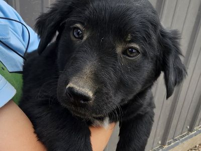 Golden Retriever/ Blue Heeler Puppies
