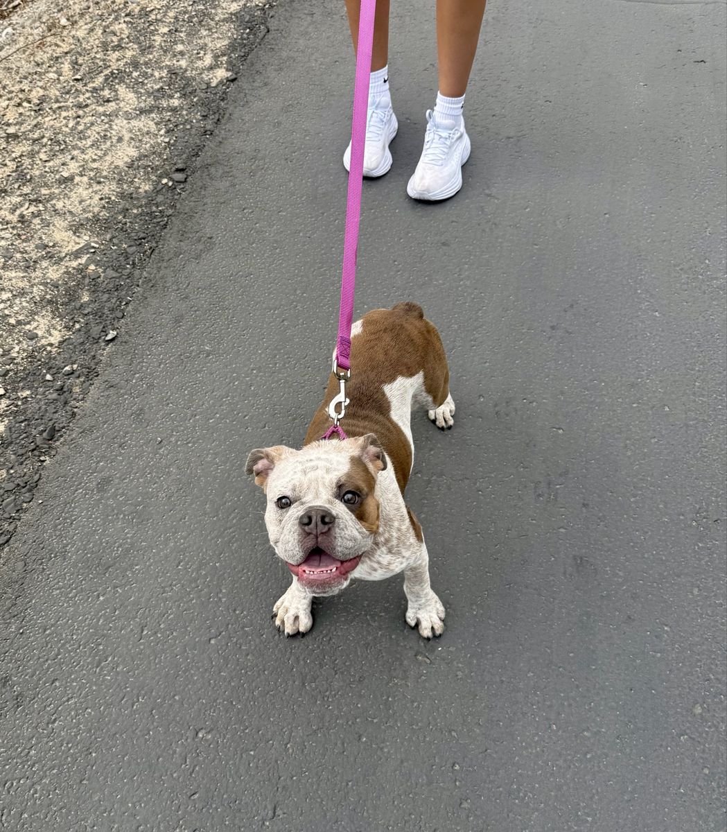 English bulldog