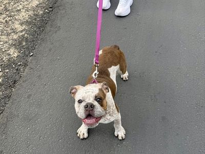 English bulldog