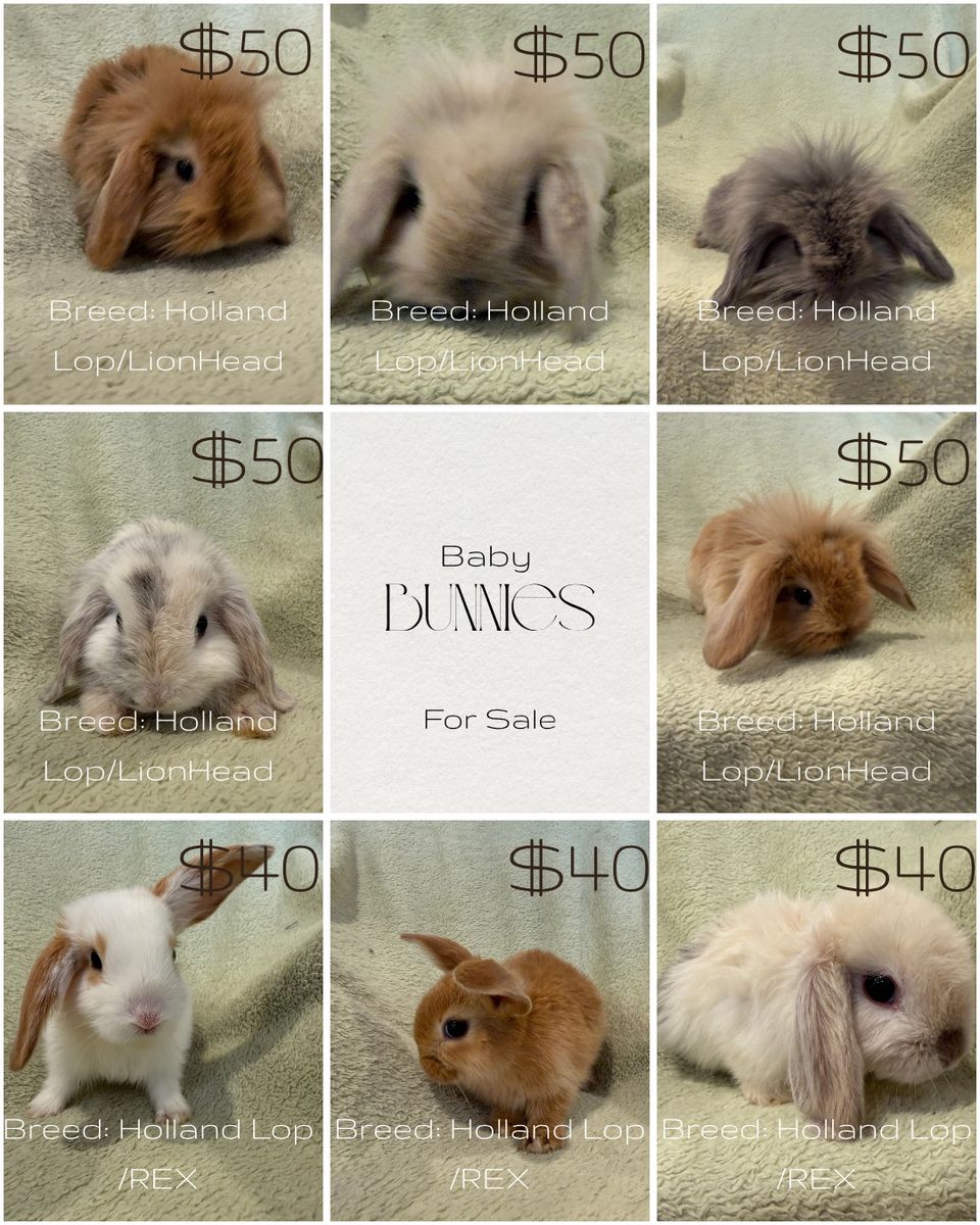 Adorable Holland Lop/LionHead & Holland Lop/REX Baby Bunnies for Sale - Various Colors