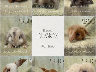 Adorable Holland Lop/LionHead & Holland Lop/REX Baby Bunnies for Sale - Various Colors
