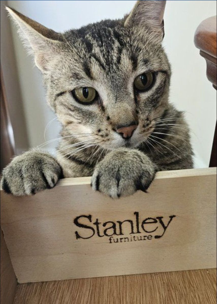 Declawed - Boots Needs a Loving, Attentive Home