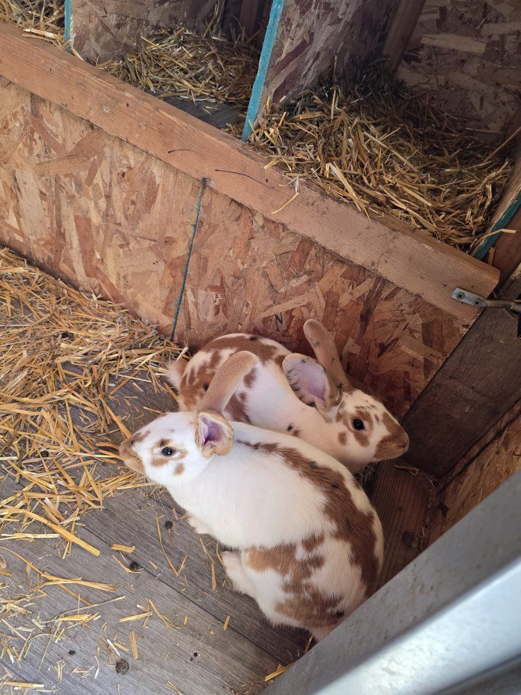 bunnies