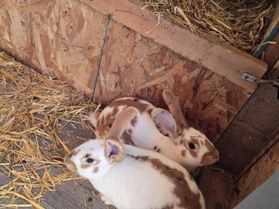 bunnies