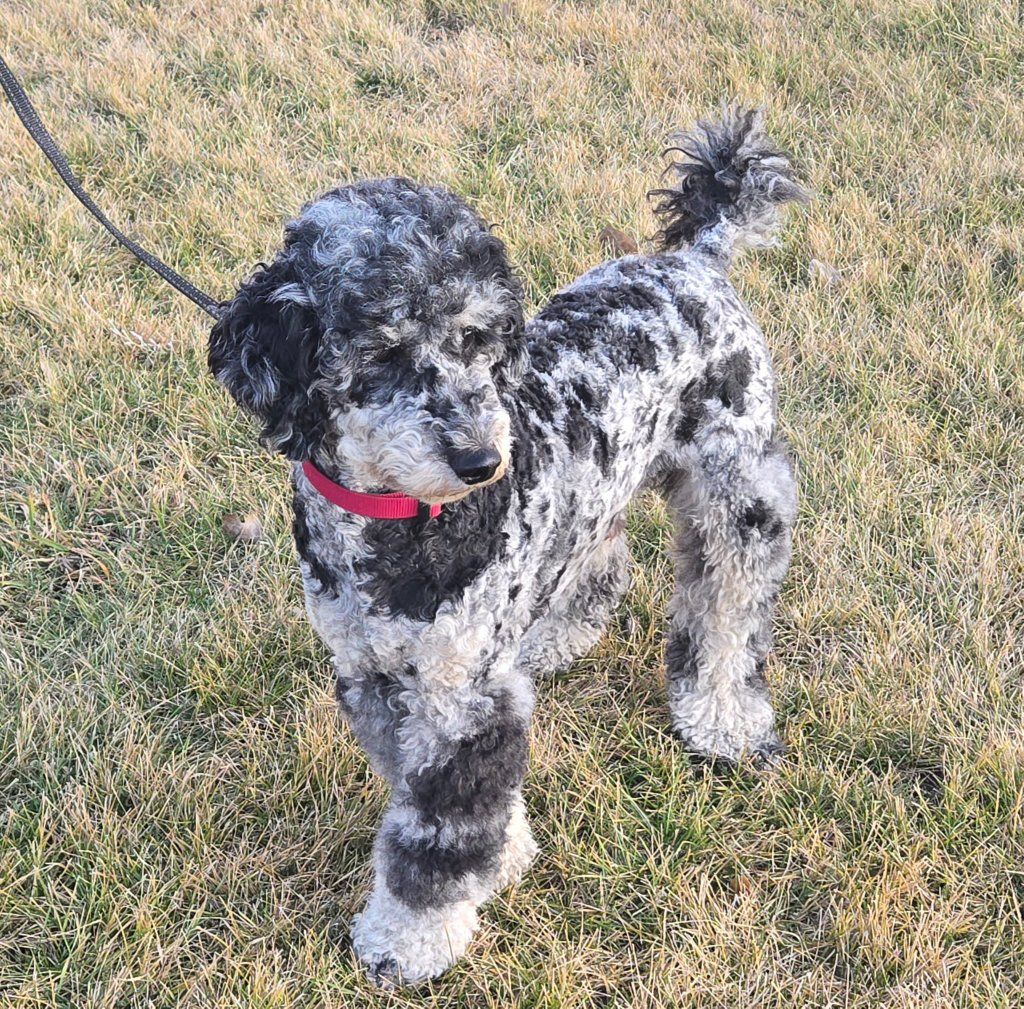 Small Standard Poodle Stud for sale