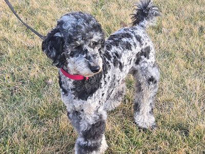 Small Standard Poodle Stud for sale