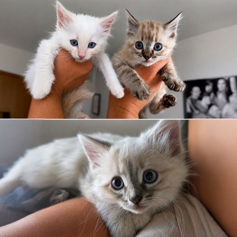 Ragdoll mix kittens