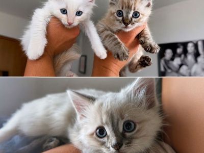 Ragdoll mix kittens