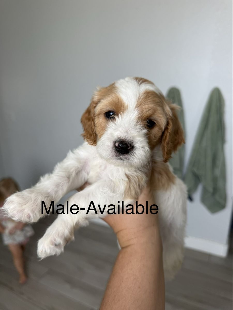 F1 Cavapoo Male & Female Puppies