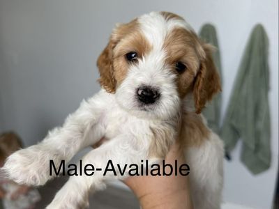 F1 Cavapoo Male & Female Puppies