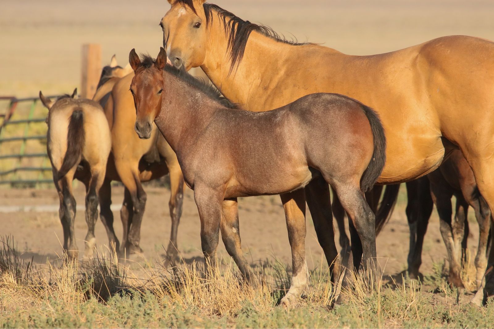 Memory Ranches Annual Foal Sale