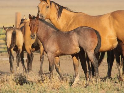 Memory Ranches Annual Foal Sale