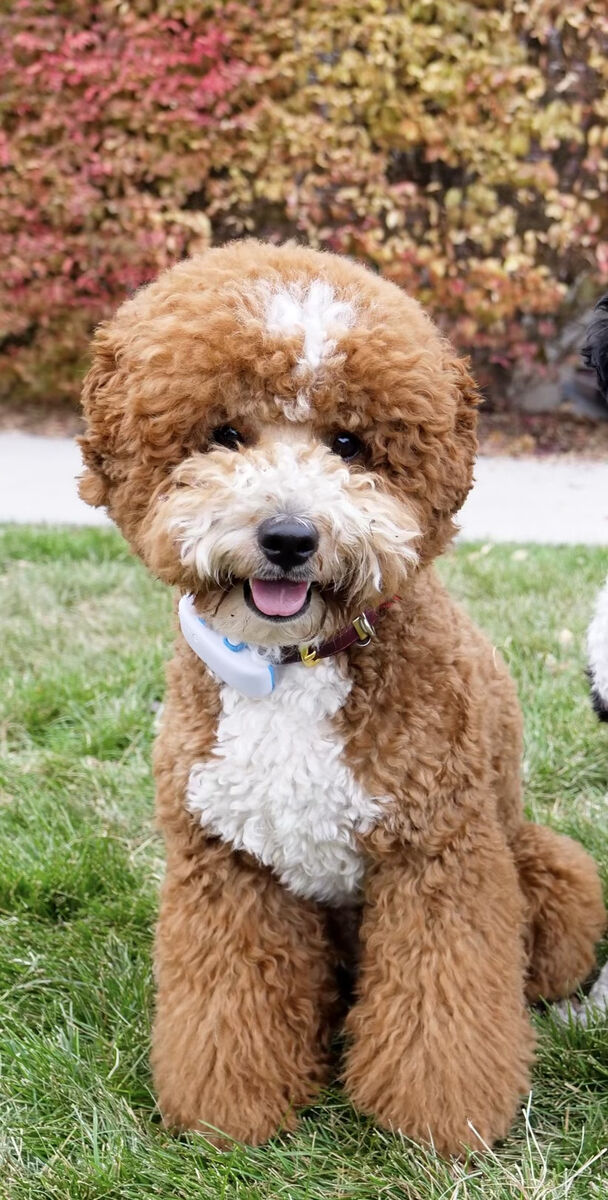 Goldendoodle Stud Available -  F1B, 18 lbs, Proven, Exceptional Genetics